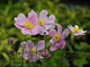 Anemone hupehensis 'Crispa'